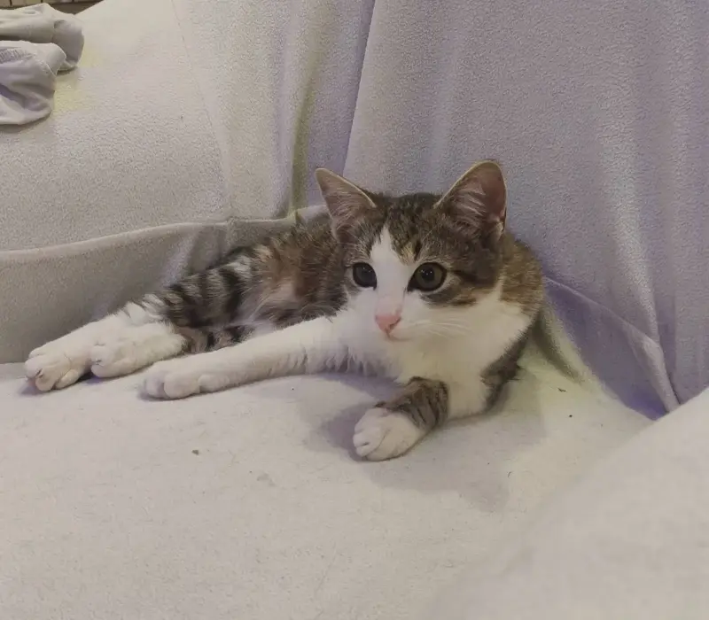 Котёнок 3.5 месяцев