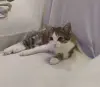 Котёнок 3.5 месяцев
