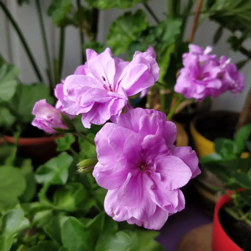 Пеларгония цветущая плющелистная ''Pacific Lavender''
