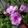 Пеларгония цветущая плющелистная ''Pacific Lavender''