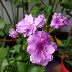 Пеларгония цветущая плющелистная ''Pacific Lavender''