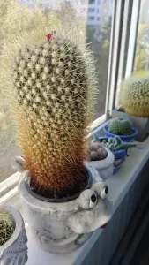 Кактус цветущий,- маммиллярия