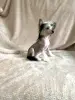 Щенки китайская хохлатая собака