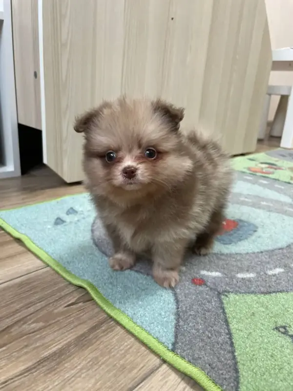 Померанский Шпиц мерле!