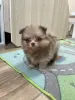 Померанский Шпиц мерле!