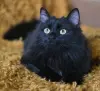 Роскошный кот подросток Барни, кастрирован.