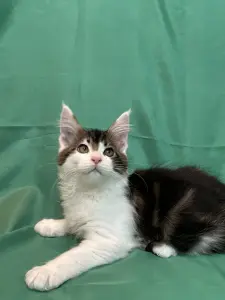 Мейн-Кун котята