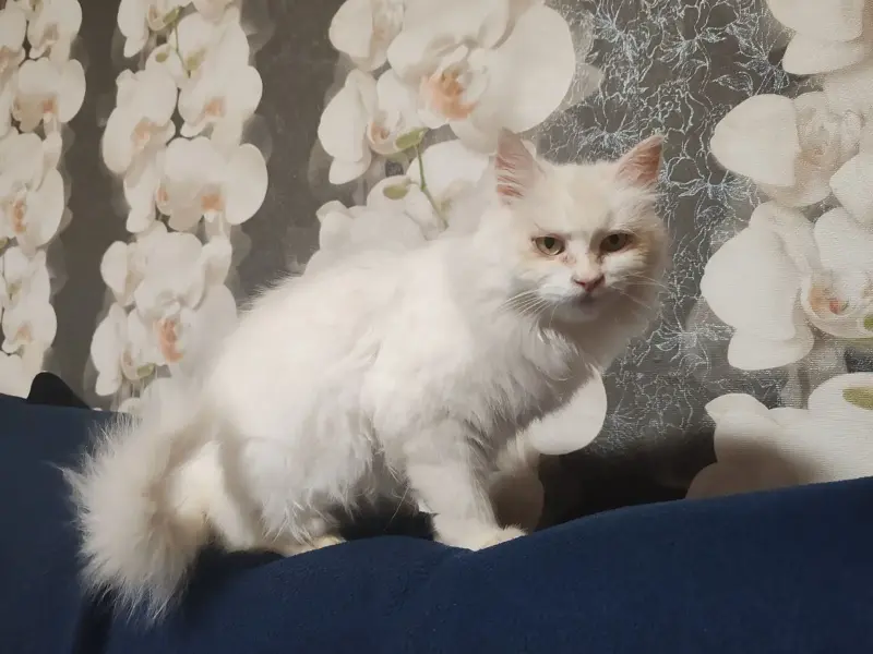 Ласковая кошка Белоснежка срочно ищет дом