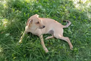 Замечательная собака-охранница Лиска в дар