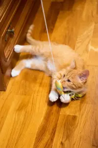 Рыжий котенок в дар