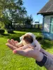 Щенки Джек Рассел терьера