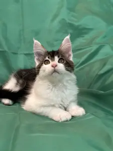 Мейн-Кун котята