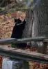 Поночка-кошка молодая