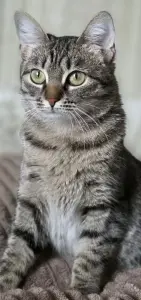 Котенок подросток Манюня