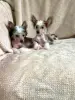 Щенки китайская хохлатая собака