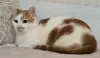 Кот Пчел. Добрый и красивый.
