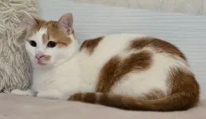 Кот Пчел. Добрый и красивый.