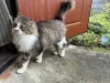 Ласковая кошка с дач очень срочно ищет дом