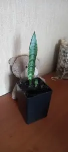 Комнатные растения Сансевиерия