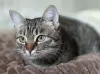 Котенок подросток Манюня