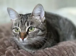 Котенок подросток Манюня