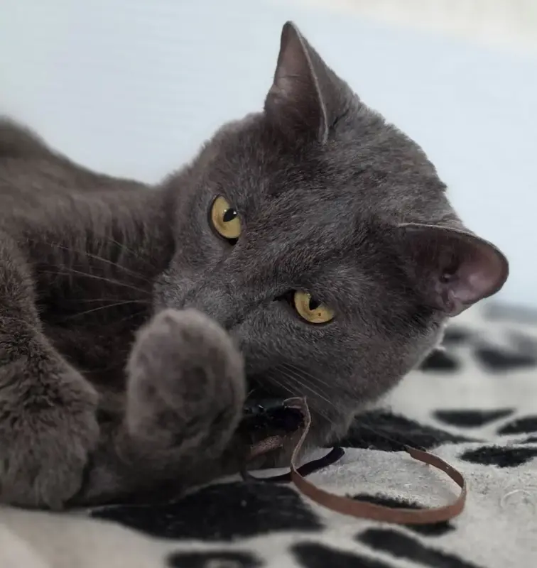 Кот Тео