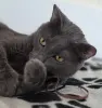Кот Тео