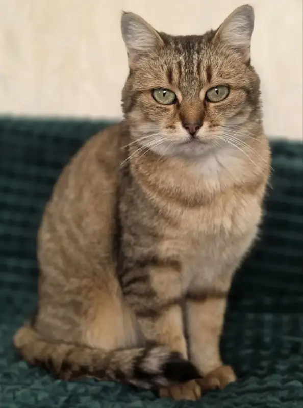 Шанталь-кошка молодая, кастрирована.