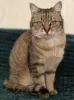 Шанталь-кошка молодая, кастрирована.
