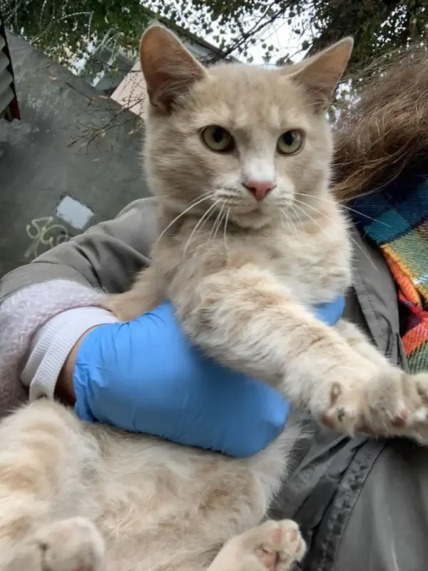 котенок