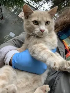 котенок