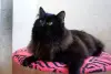 Шикарный Теодор. Кот.