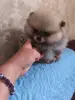 Девочка померанского шпица