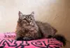 Роджер-кот, красив, кастрирован.