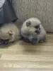 Щенки померанского шпица