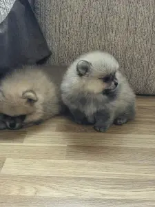 Щенки померанского шпица