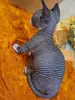 Канадский сфинкс Бамбини