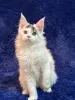 Мейн-Кун котенок