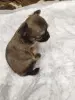 Щенки чихуахуа