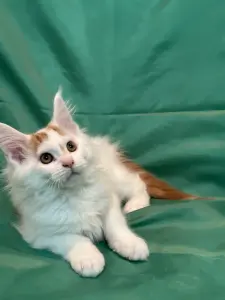 Мейн-Кун котята