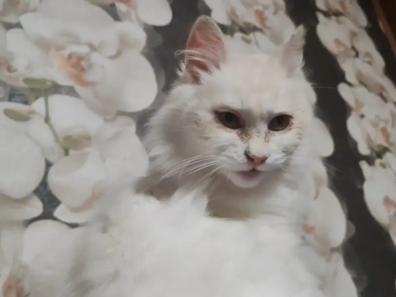 Ласковая кошка Белоснежка срочно ищет дом
