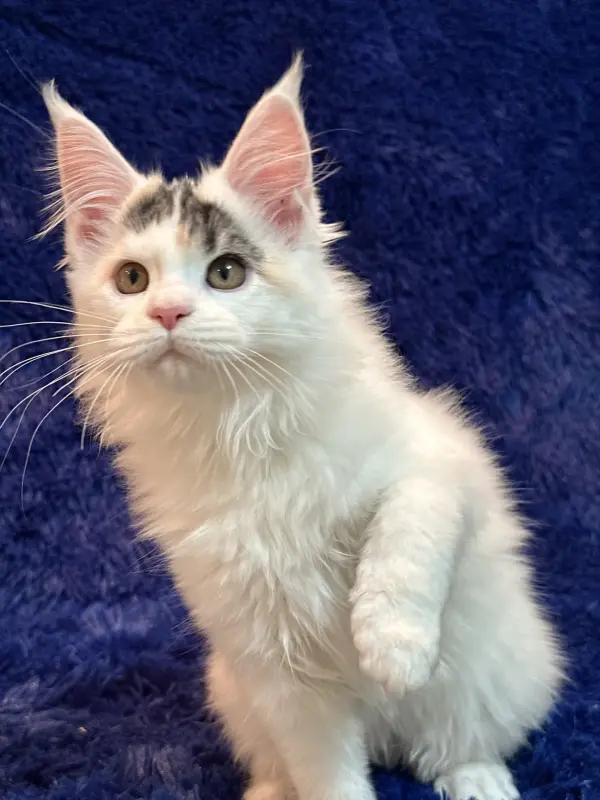 Мейн-Кун котенок