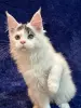 Мейн-Кун котенок