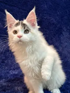 Мейн-Кун котенок