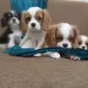 Щенки кавалер кинг чарльз спаниель