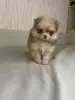 Померанский Шпиц мерле!