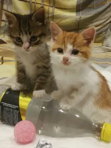 Котятам срочно нужен дом! Котенок в дар