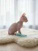 Котята Канадский сфинкс Бамбини Лонг Белоснежные