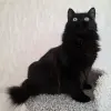 Очаровательная Дэйзи, кошка подросток.