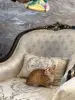 В дар прекрасный ласковый котёнок-мальчик Лучик